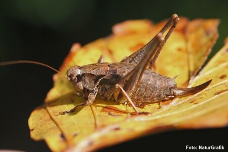 Buskgræshoppen (Pholidoptera griseoaptera) er en brun, kortvinget løvgræshoppe. Den kan opleves og høres til og med oktober.