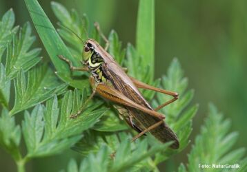 Cikadegræshoppen (Metrioptera roeseli) er en af vores smukkeste løvgræshopper. Den findes desværre kun få steder i Danmark.