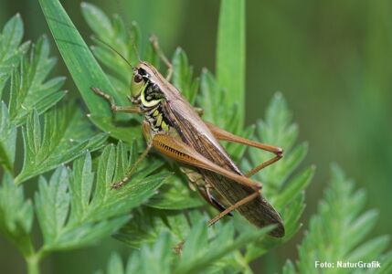 Cikadegræshoppen (Metrioptera roeseli) er en af vores smukkeste løvgræshopper. Den findes desværre kun få steder i Danmark.
