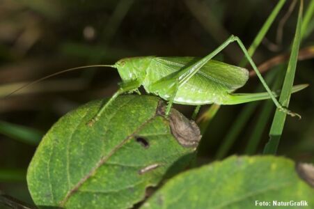 Syngende løvgræshoppe (Tettigonia cantans) er en af vores største arter. Den kendes fra Stor grøn løvgræshoppe på sine korte vinger. Arten har en kraftig sang.