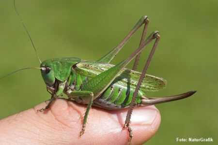 Vortebideren (Decticus verrucivorus) er vores kraftigste græshoppeart. Navnet menes at komme af, at svenske bønder i 1700-tallet angiveligt brugte græshoppen til at fjerne/bide vorter.