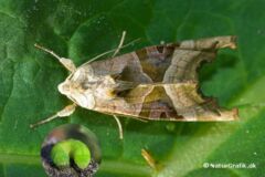 Agatuglen (Phlogophora meticulosa) varierer i farven fra brun over grøn. Den kan opleves næsten hele året. Agatuglens larve kan findes året rundt og ses ofte i haver.