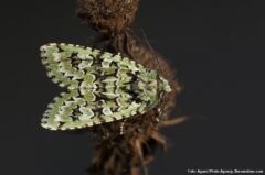 Aprilugle (Griposia aprilina) er trods navnet aktiv i efteråret, hvor den ses fra starten af september til midten af oktober.
Foto: Agami Photo Agency. Aprilugle
