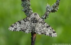 Birkemåler (Biston Betularia) er en ret stor måler, der flyver fra ultimo maj til primo august. Foto: Viktor Chekaramit. Birkemåler