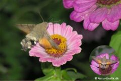 Duehale (Macroglossum stellatarum) vækker hvert år opmærksomhed i danske haver. Denne sydfrakommende træksommerfugl kan opleves aktiv i dagtimerne, hvor den som en lille kolibri på svirrende vinger står stille i luften, mens den suger nektar med sin lange snabel. Foto: Sabine Jensen.