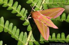 Dueurtsværmer (Deilephila elpenor) er en smuk aftensværmer, der er aktiv fra sidst i maj til slutningen af august. Foto: Sandra Standbridge. Dueurtsværmer