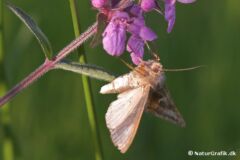 Gammaugle (Autographa gamma) kan ofte opleves aktiv i dagtimerne. Arten er opkaldt efter vingemærket der ligner det græske bogstav "gamma".