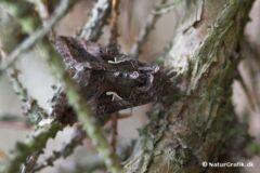 Gammaugle (Autographa gamma) i hvile på en gren. Arten er opkaldt efter vingemærket der ligner det græske bogstav "gamma". Farven kan variere fra ganske lys til næsten sort.