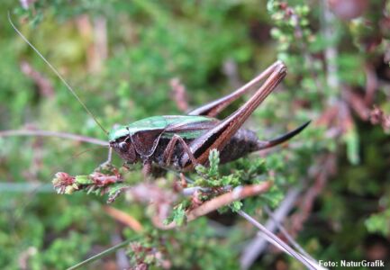Hedegræshoppen (Metrioptera brachyptera) er primært en vestdansk art. Den lever i lav lyng og græsvegetation.