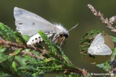 Almindelig tigerspinder (Spilosoma lubricipeda) er hvid med sorte pletter. Arten kan bl.a. ses i haver fra maj til august. De voksne insekter spiser ikke, men den lodne, mørkebrune larve lever bl.a. på skræpper og mælkebøtter.