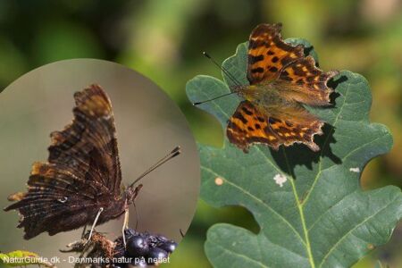 Det hvide C (Polygonia c-album) er en sommerfugl i takvingefamilien. Navngivet efter den hvide c-tegning på undersiden.
