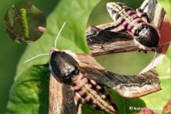 Ligustersværmer (Sphinx ligustri) er en af vores største sværmere, der især ses i juni og juli, hvor den allerede henunder aften tiltrækkes af duften fra kaprifolium. Den store, grønne larve lever bl.a. på liguster, syren og snebær.