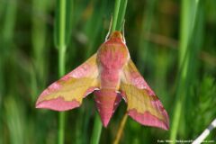 Lille Vinsværmer (Deilephila porcellus) flyver fra midt i maj til midt i juli. Kan forveksles med dueurtsværmer. Foto: Viktor Chekaramit. Lille vinsværmer (Deilephila porcellus)