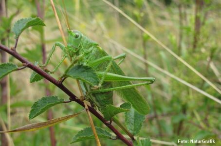 Stor Grøn Løvgræshoppe (Tettigonia viridissima) er en stor græshoppe. Arten vil gerne sidde oppe i høj vegetation. Den adskiller sig bl.a. fra Syngende løvgræshoppe på sine lange vinger.