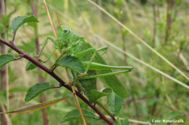 Stor Grøn Løvgræshoppe (Tettigonia viridissima) er en stor græshoppe. Arten vil gerne sidde oppe i høj vegetation. Den adskiller sig bl.a. fra Syngende løvgræshoppe på sine lange vinger.