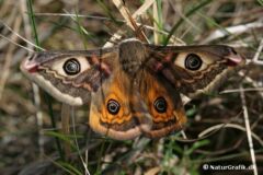 Natpåfugleøje (Saturnia pavonia) er et prægtigt insekt, der herhjemme er særligt tilknyttet hederne, da larven gerne lever på lyng. Brombær, slåen og tjørn er dog også mulige foderplanter. Foto: Thomas Lisborg.