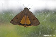 Smutuglen (Noctua pronuba) har gule bagvinger, hvor de gule blink antageligt under flugten forvirrer fjender.