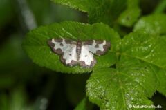 Sortrandet måler (Lomaspilis marginata) opdages gerne ved at den forstyrres, hvor den kort flyver op og snart sætter sig igen. Den flyver fra maj til juli. Insektets sort/hvide markeringer kan variere en del. Larven lever bl.a. på pil, poppel og asp.