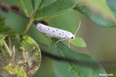 Spindemøl (Yponomeuta) opdages oftest i form af larvernes tætte spind på forskellige træer. Foto: Niels Lisborg.