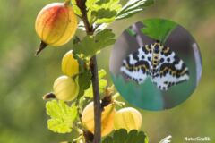Stikkelsbærmåler (Abraxas grossulariata) flyver i juli-august. Larven lever på stikkelsbær, ribs, tjørn m.fl. Foto: Niels Lisborg.