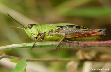 Sumpgræshoppen (Mecostethus grossus) er knyttede til sumpede og fugtige lokaliteter. Den har tydelige sorte knæ på bagbenene og baglårene er røde på undersiden.