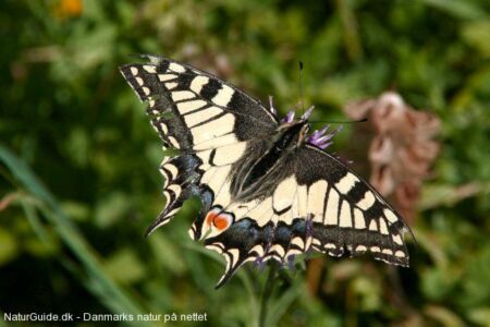 Svalehalen (Papilio machaon) er sjælden i Danmark. Den er gerne knyttet til moser og enge med kærsvovlrod.