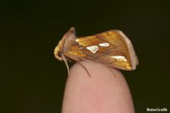 Svingelugle (Plusia festucae) har fine guldpletter på vingerne. Den lokkes ofte af lys. Foto: Sabine Jensen.