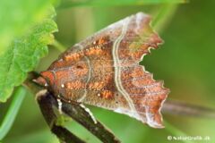 Takugle (Scoliopteryx libatrix) kaldes også af og til for husmoderugle, hvilket antageligt skyldes at insektet gerne søger indendørs for at overvintre på lofter og udhuse. Foto: Sabine Jensen.