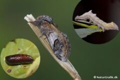 Zigzagspinder (Notodonta ziczac) er almindeligt forekommende i hele landet. Larven lever især på pil. Til venstre ses larvens puppe, hvor den overvintrer og dukker frem som voksen insekt om foråret.