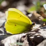 Citronsommerfuglen flyver i marts