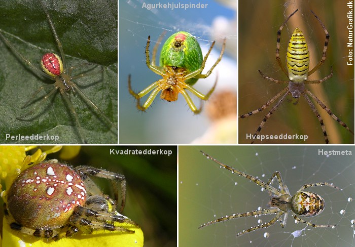 bølge for eksempel tyktflydende 10 ting du ikke vidste om edderkopper! - NaturGuide.dk - natur og  friluftsliv