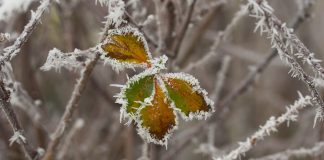 Naturen netop nu - december