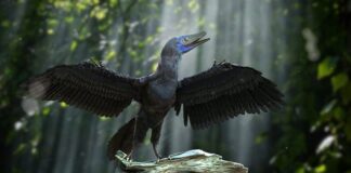 Archaeopteryx - fra dinosaur til fugl