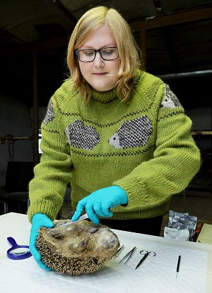 Biolog og ph.d.-studerende Sophie Lund Rasmussen er i fuld gang med at undersøge, hvordan pindsvinene har det. Foto: Tue Sørensen.