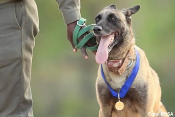 Hunden K9 Killer med sin medalje. Foto: PDSA.