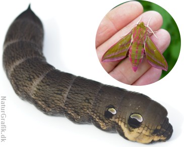 Dueurtsværmerens larve har store, falske øjne på forkroppen til at skræmme fjender.