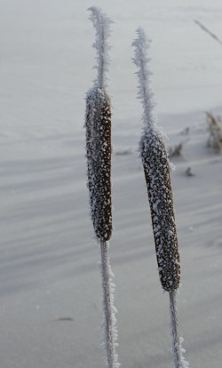 Dumhammer med rimfrost. 