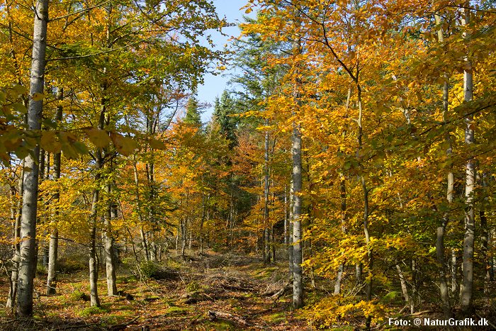 Efterårsfarver i skoven