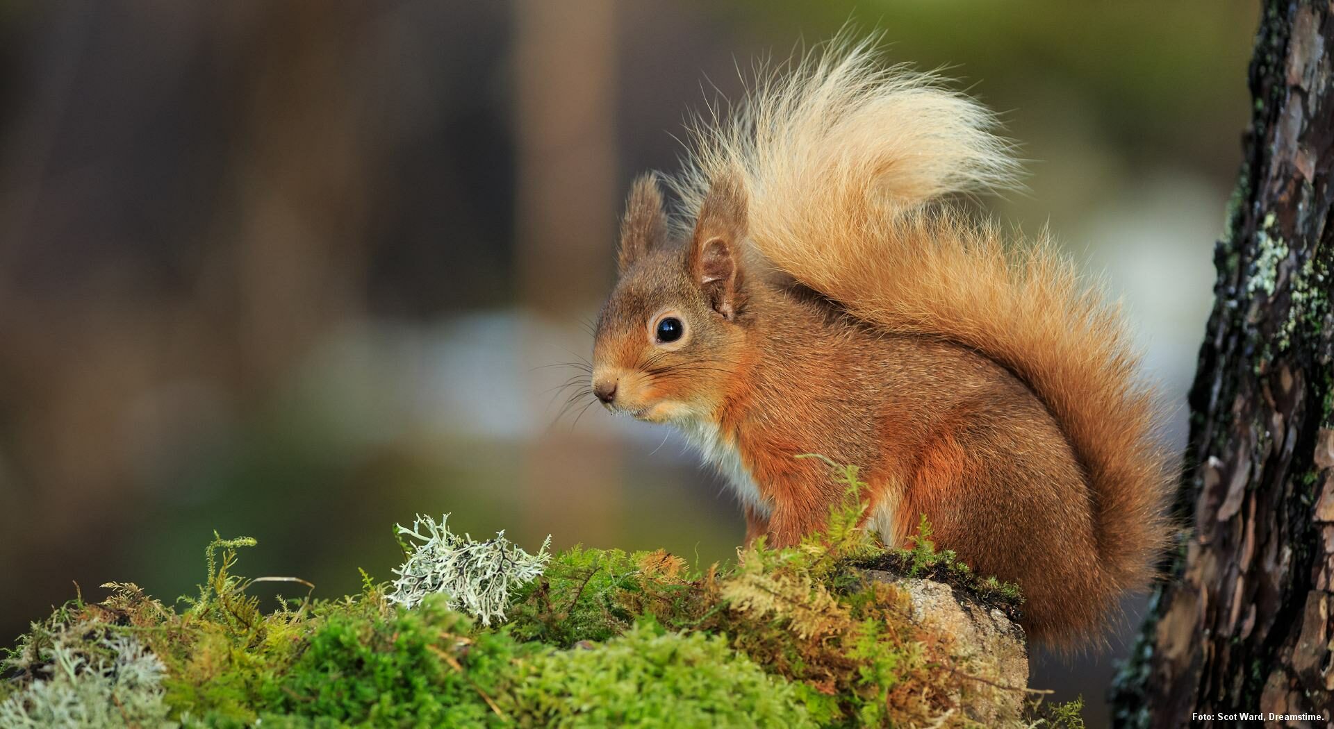 Danmarks natur Danmarks natur