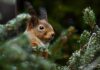 Grankviste under grantræer skyldes gerne egern