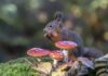 Egern kan tåle at spise fluesvamp