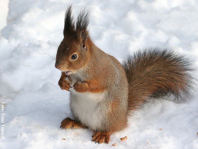 Egernet kan samle og gemme forråd til vinteren. Foto: Tomi Tapio K, Wikipedia.