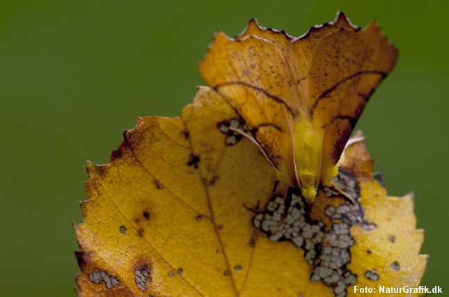 Denne efterårsaktive elletandmåler (Ennomos alniaria), der hører til natsværmerne, falder godt sammen med dette birkeblad i efterårsfarver. Foto: NaturGrafik.dk.