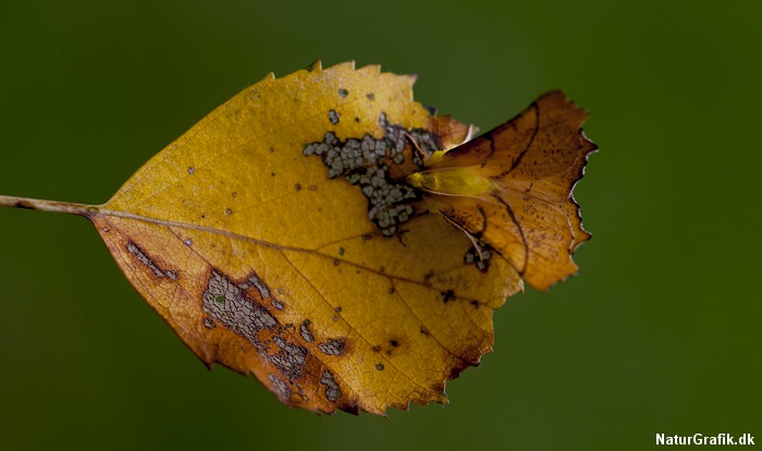 Den gule natsværmer viste sig at være en elle-tandmåler med en udsøgt kamuflage-egenskab netop på grundlag af dens gule farver. Her på et birkeblad, hvor også elle-tandmålerens larver lever.