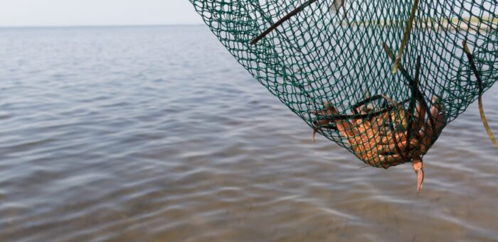 fang strandkrabber - og lav krabbesuppe