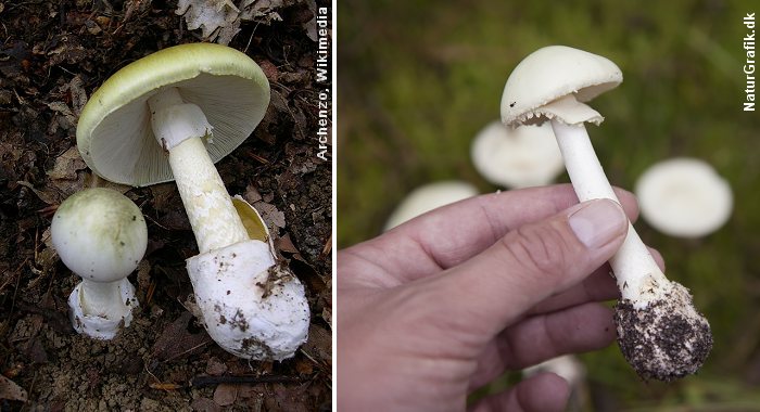 Grøn fluesvamp (tv) og snehvid fluesvampe regnes for Danmarks giftigste svampe. De er begge potentielt livsfarlige at spise.
