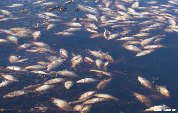 Omfattende iltsvind og fiskedød i Filsø