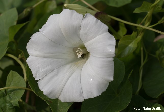 Gærdesnerlen er med sin store, hvide blomster et næsten tropeagtigt indslag i den danske flora. 
