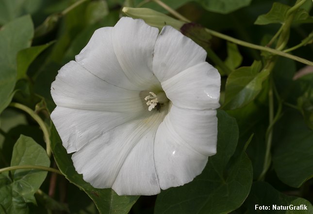 - kønneste ukrudt - NaturGuide.dk - natur og