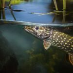 Yngletid for gedden - søens største rovfisk